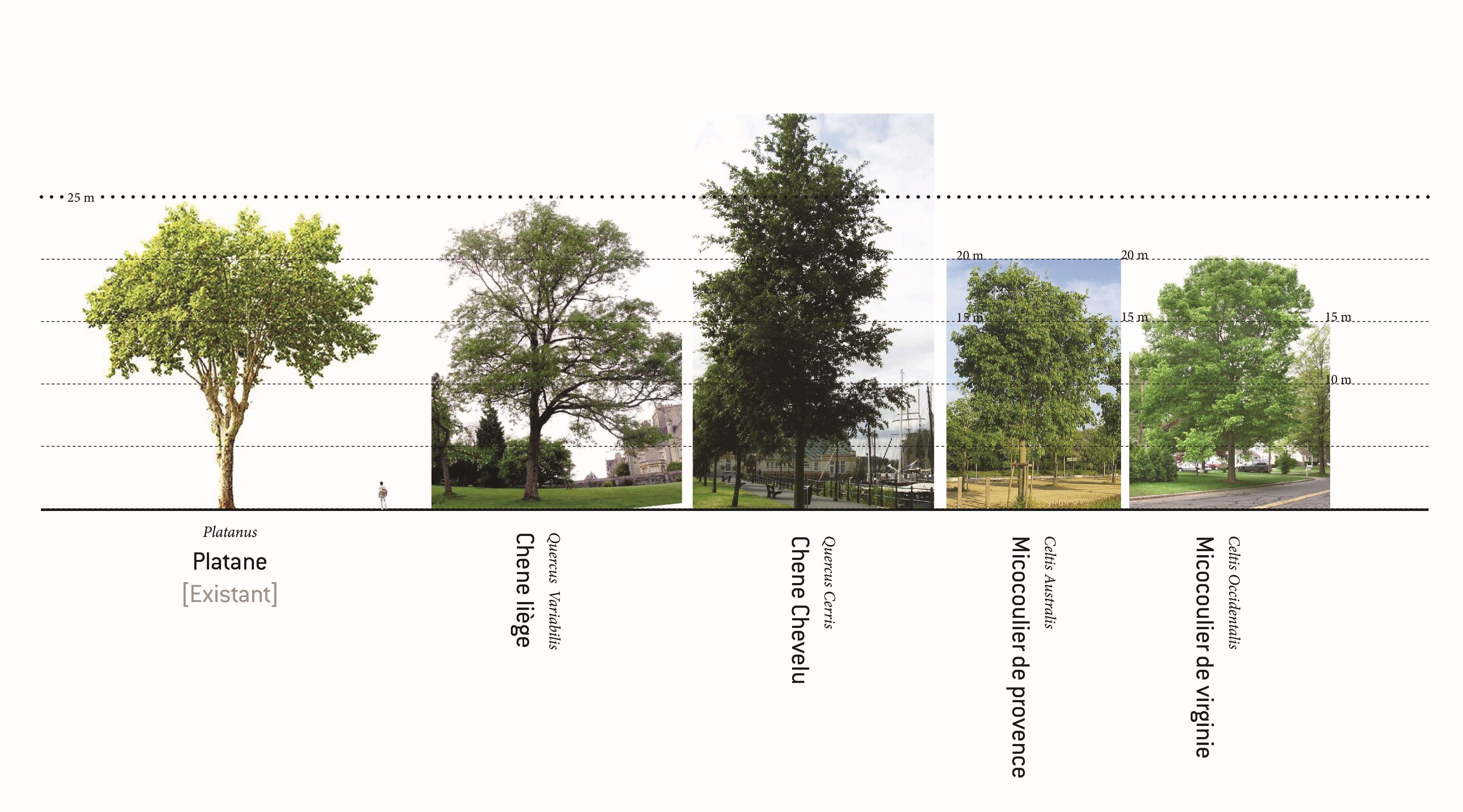 essences-arbres-retenues-replantation-alignements-Esplanade3.jpg