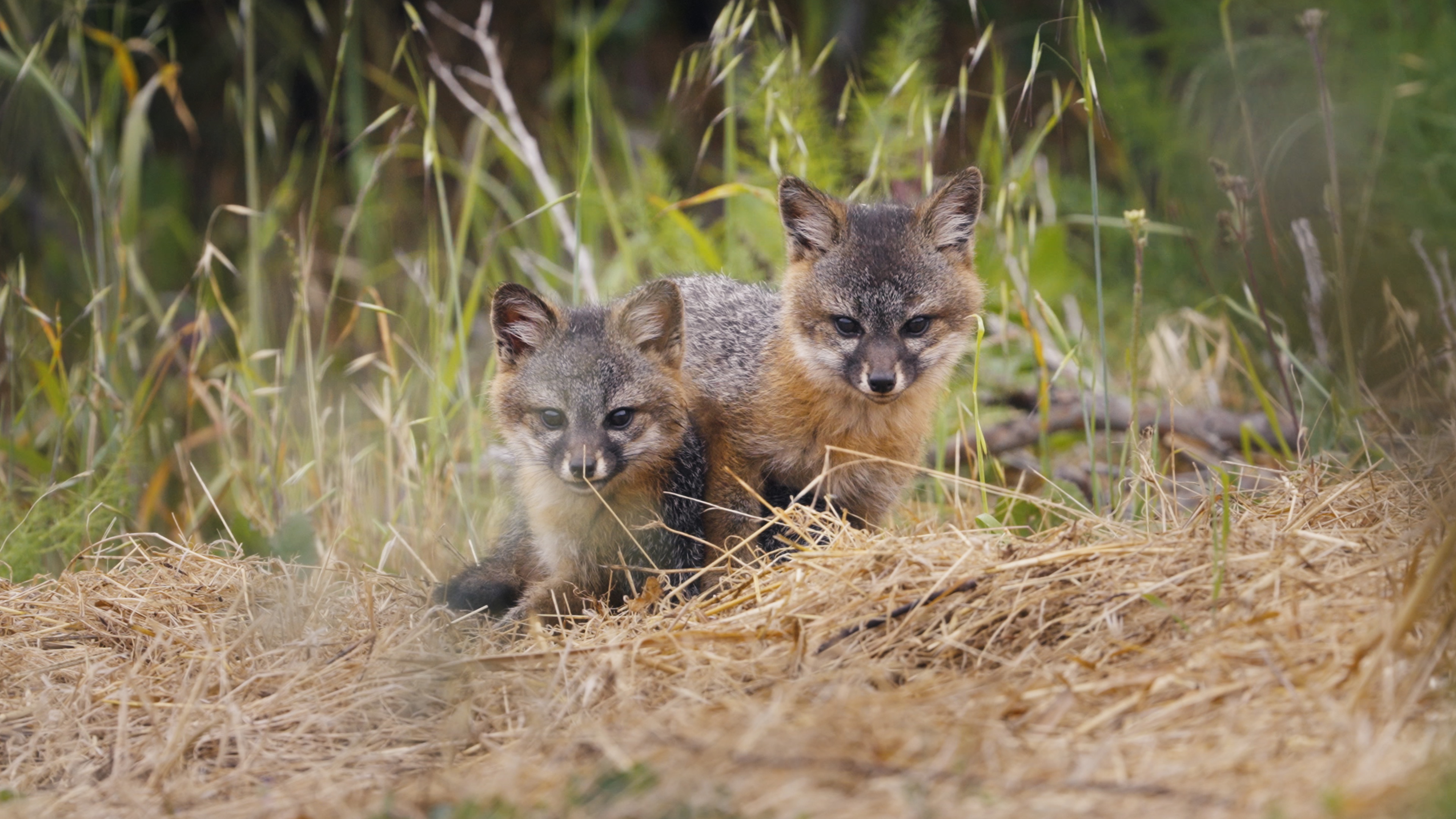 ©NORD-OUEST DOCUMENTAIRES_stills renard_00109814.jpeg
