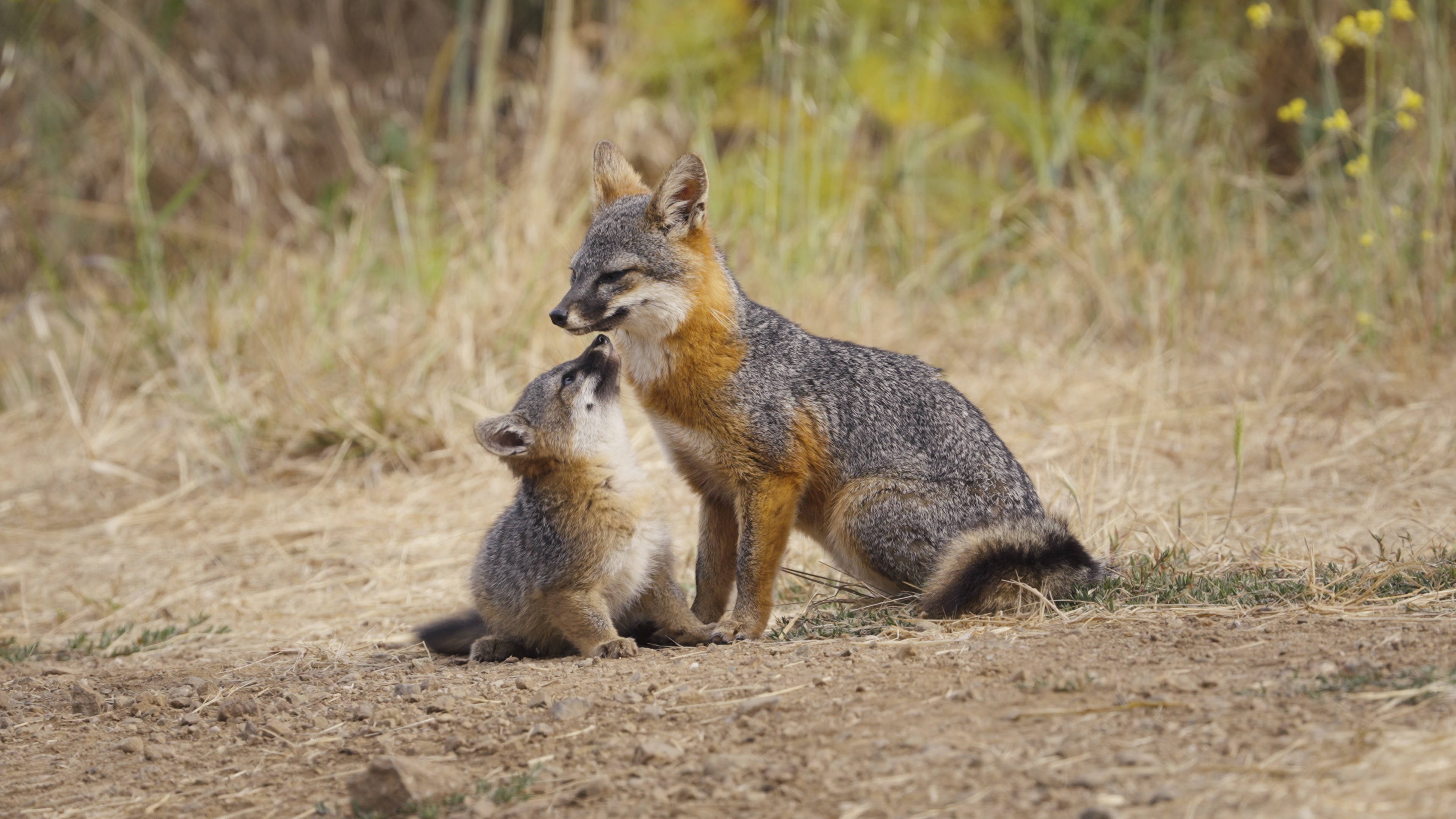 Le renard qui a sauvé son île 1.jpeg