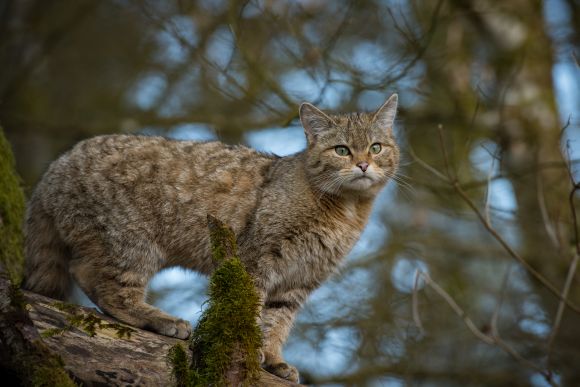 Wildkatze1 © VIER PFOTEN, Henri Schuh.jpg