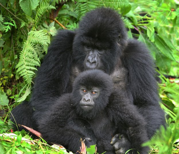 mgahinga-gorilla-national-park