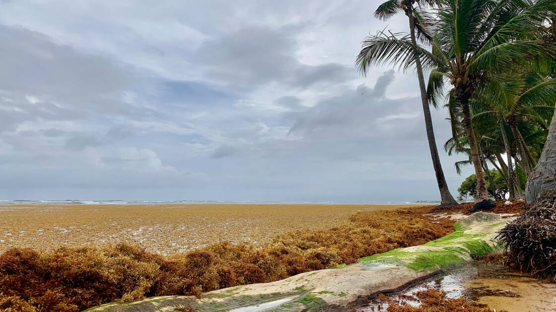 Notre paradis outre-mer se meure.jpg